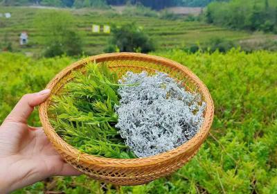 1張家界土家神仙草——張家界莓茶介紹